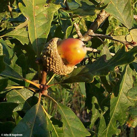 White Oak Trees for Sale at Arbor Day's Online Tree Nursery - Arbor Day ...