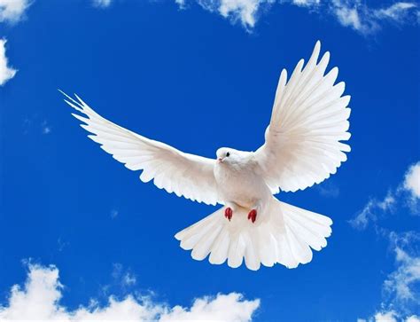 67 Not Out: The White Dove As A Messenger Of The Dead