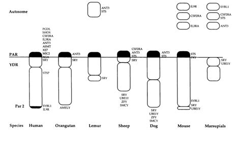 Representation of the gene content of the pseudoautosomal regions ...