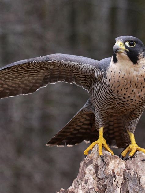 Peregrine Falcon Hunting Technique