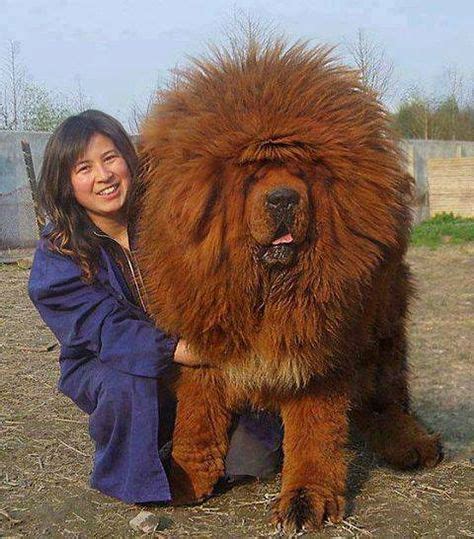 Discover the Majestic Tibetan Mastiff Breed