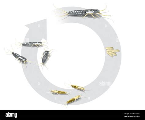 Silverfish life-cycle. Computer illustration showing the life-cycle of ...