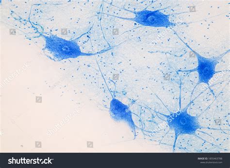 Motor Neuron Under Microscope Lab Stock Photo 1855463788 | Shutterstock