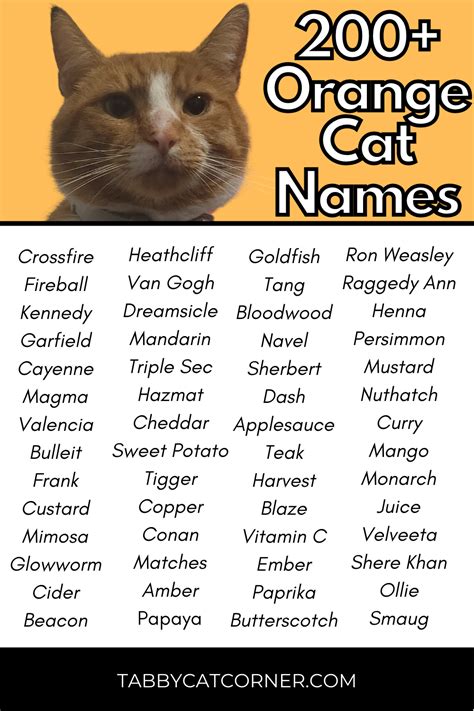 200 best orange cat names in 2023 – Artofit