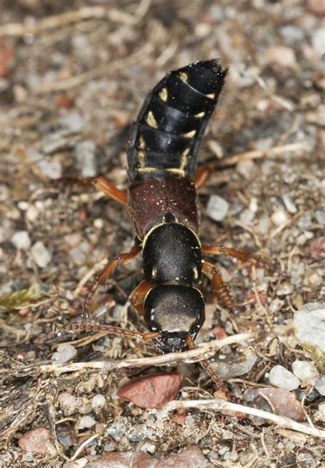 Rove beetle | Ground-dwelling, Soil-dwelling, Predatory | Britannica