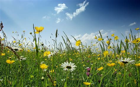 Summer Wildflowers Wallpaper - WallpaperSafari