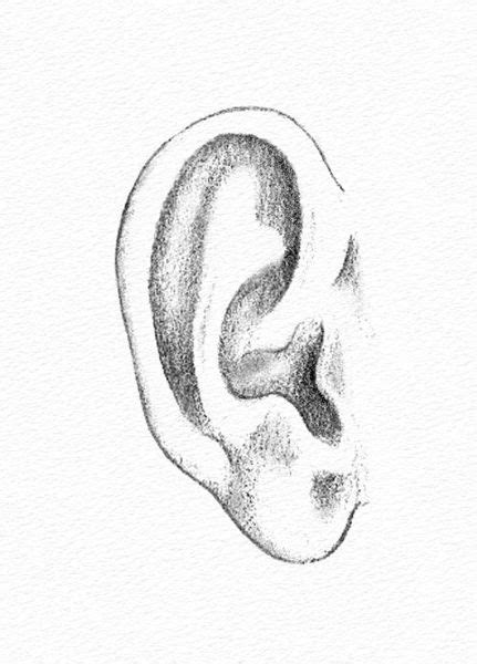 Drawing the Ear - Learn how to draw