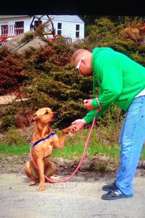 Lincoln County Animal Shelter completes forensic audit | Boothbay Register