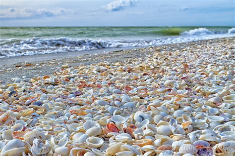 The Seashells of Sanibel - Anne McKinnell Photography