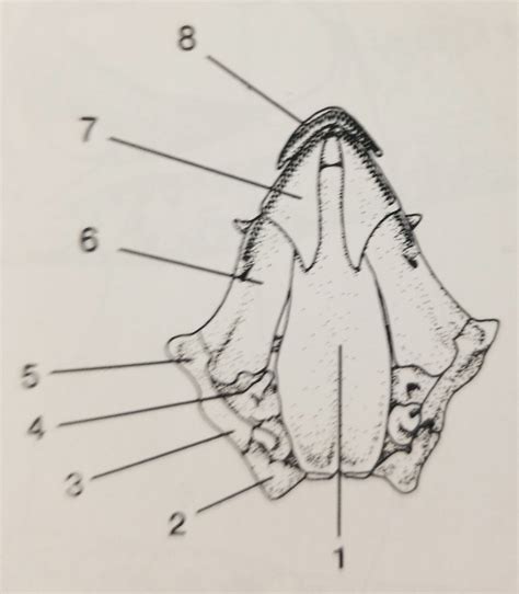 Week 3: Salamander Skull Ventral No Jaw Diagram Diagram | Quizlet