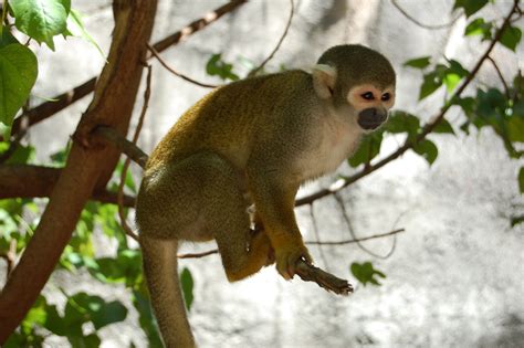 South American monkeys face extinction risk due to climate change ...