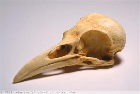 Cast Resin Crow Skull- natural by arcticphoenixstudios on DeviantArt ...