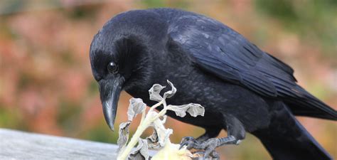 Bird Video: The "Caw" of a Crow and the "Kraa" of a Raven