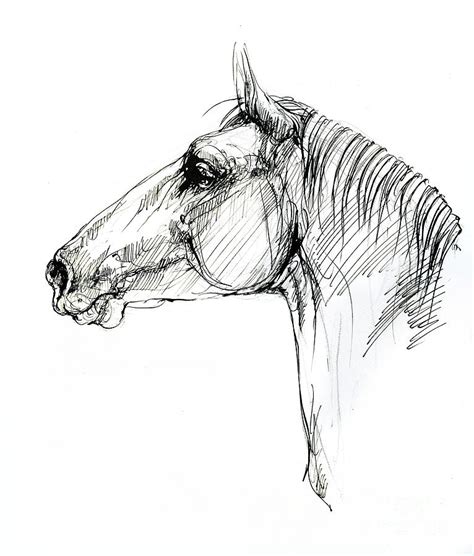 Horse head Drawing by Angel Ciesniarska