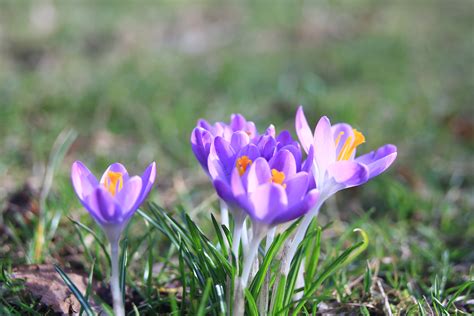 Close up photo of purple Crocus flower HD wallpaper | Wallpaper Flare