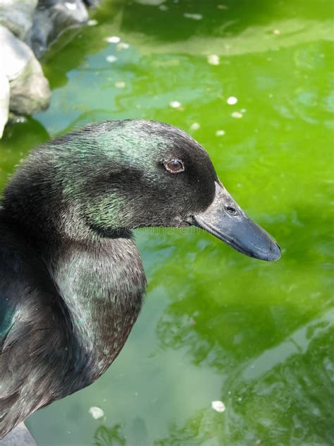 Black Cayuga Duck Portrait Showing Colorful Iridescence on Feathers ...