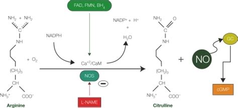 Nitric oxide synthesis. Diagram showing the synthetic p | Open-i