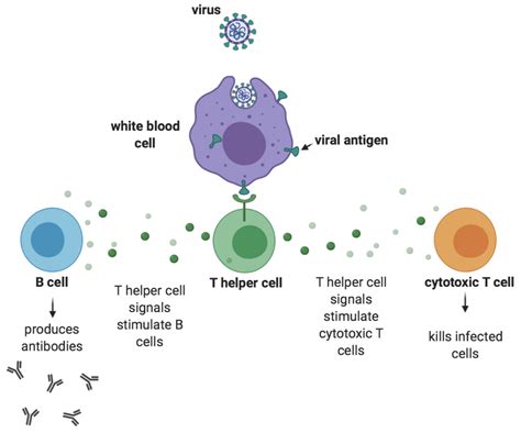 Helper T Cells Diagram