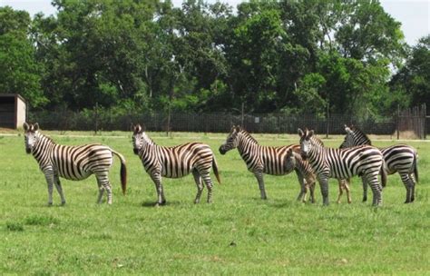 Bayou Wildlife Zoo - Explore Lone Star Coastal