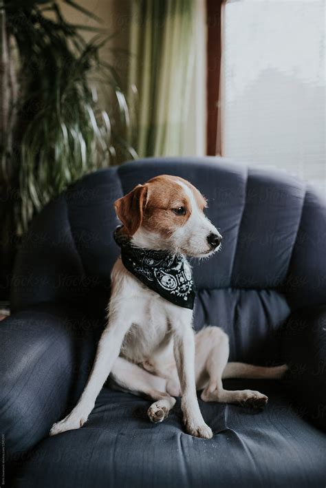 "Cute Dog Sitting On The Chair" by Stocksy Contributor "Boris Jovanovic ...