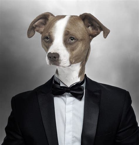 Dogs In Tuxedos | ubicaciondepersonas.cdmx.gob.mx