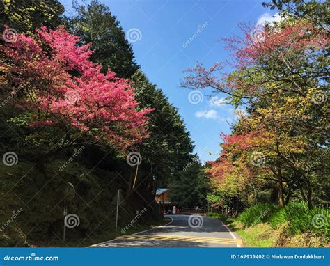 Cherry Blossoms in Alishan, Taiwan Stock Photo - Image of meguro, kyoto ...