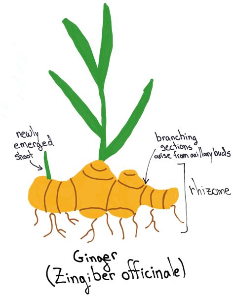 Ginger and the Underground Stem · Plant Lab