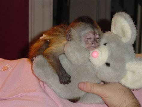 Two cute Tamed Baby Capuchin Monkeys available for adoption