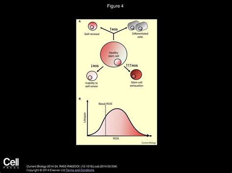 ROS Function in Redox Signaling and Oxidative Stress - ppt download