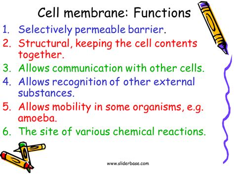 Cell membrane: Functions