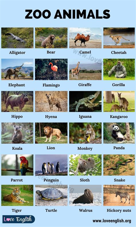 Zoo Animals: List of 24 Common Names of Zoo Animals in English - Love ...