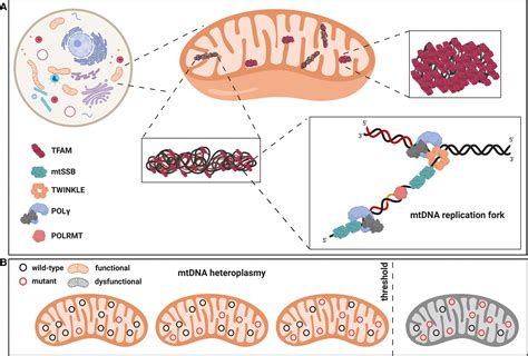 Mitochondrial DNA copy number in human disease: the more the better ...