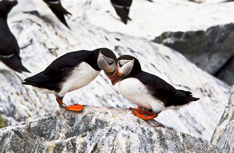 North Atlantic Puffins Photograph by Debbie Lloyd - Pixels