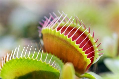 Venus Flytrap Bio-Sensors Engineered to Snare Pollutants - EroFound