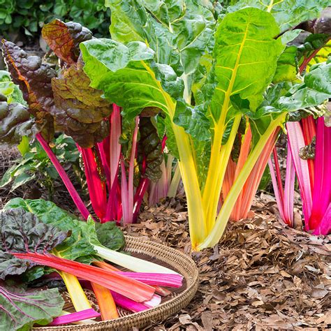 Swiss Chard Rainbow Mix – Weston seed