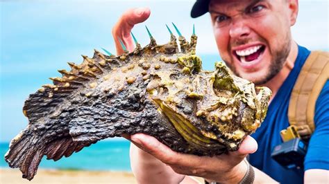 Man Gets Purposely Stung by a Highly Toxic Stone Fish