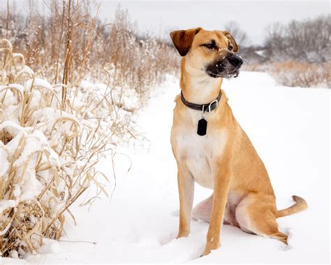 Black Mouth Cur 101 Breed Profile: What You NEED To Know!