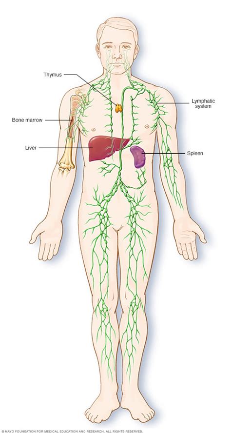 Parts of the immune system - Mayo Clinic