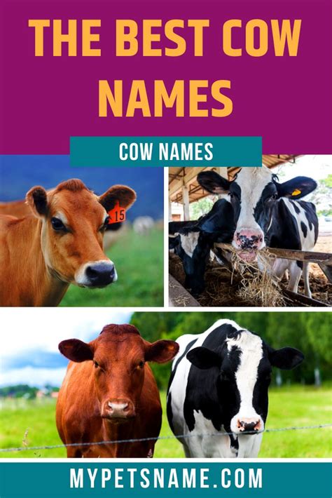 Best Cow Names