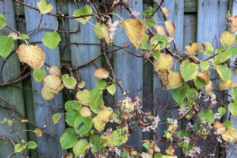 How & When To Deadhead & Prune Your Climbing Hydrangea