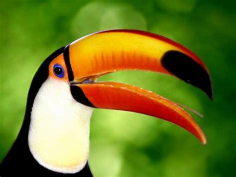 Amazon Rainforest Toucan | RAINFOREST ANIMAL