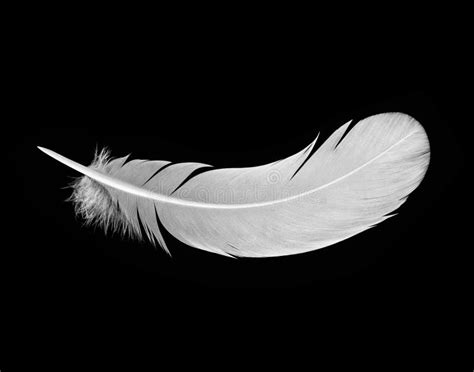 White feather on black stock photo. Image of close, background - 54251324