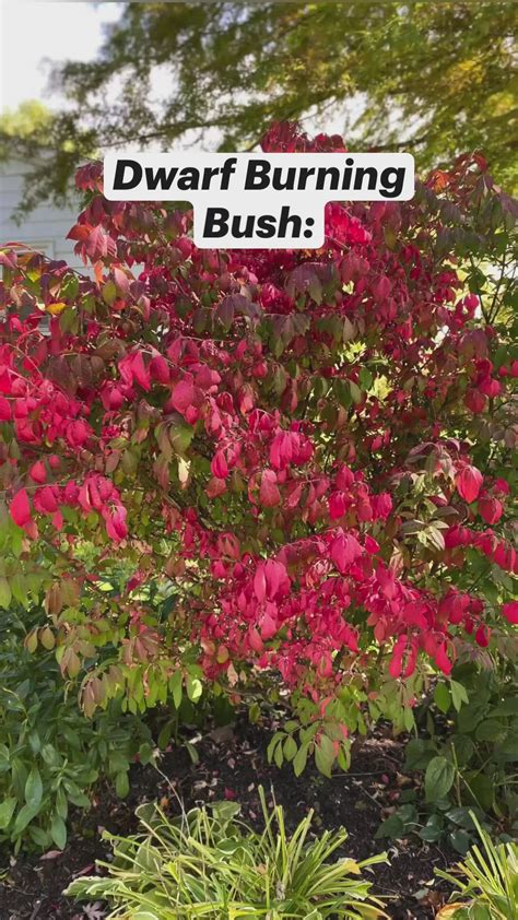 SAVE this Pin! Add Outstanding Fall Foliage to your Garden with a ...