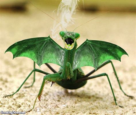 This is a dragon mantis