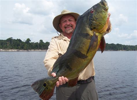 23lbs peacock bass - Ron's Fishing Blog