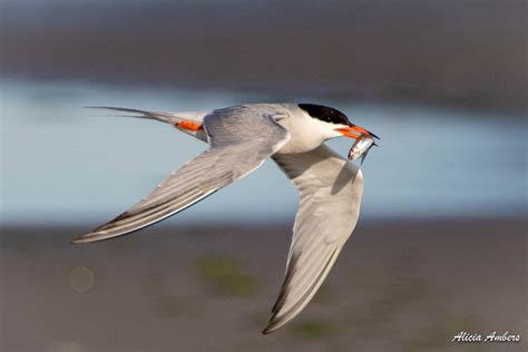 Common Tern | Alicia Ambers | Flickr