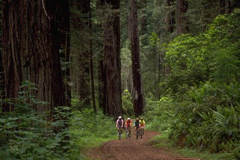 Navigating The Wild Beauty Of Jedediah Smith Redwoods State Park: A ...