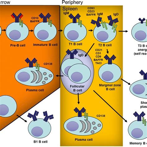 Pathways of B cell development and differentiation. B cells are ...