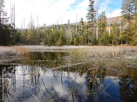 Lake Laka with floating islands on the surface is the smallest ...