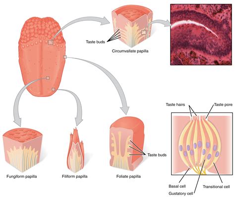 Anatomy and Physiology - Sensory Perception